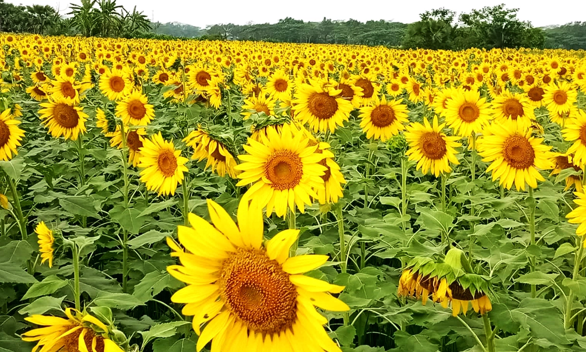ছবি : রূপালী বাংলাদেশ