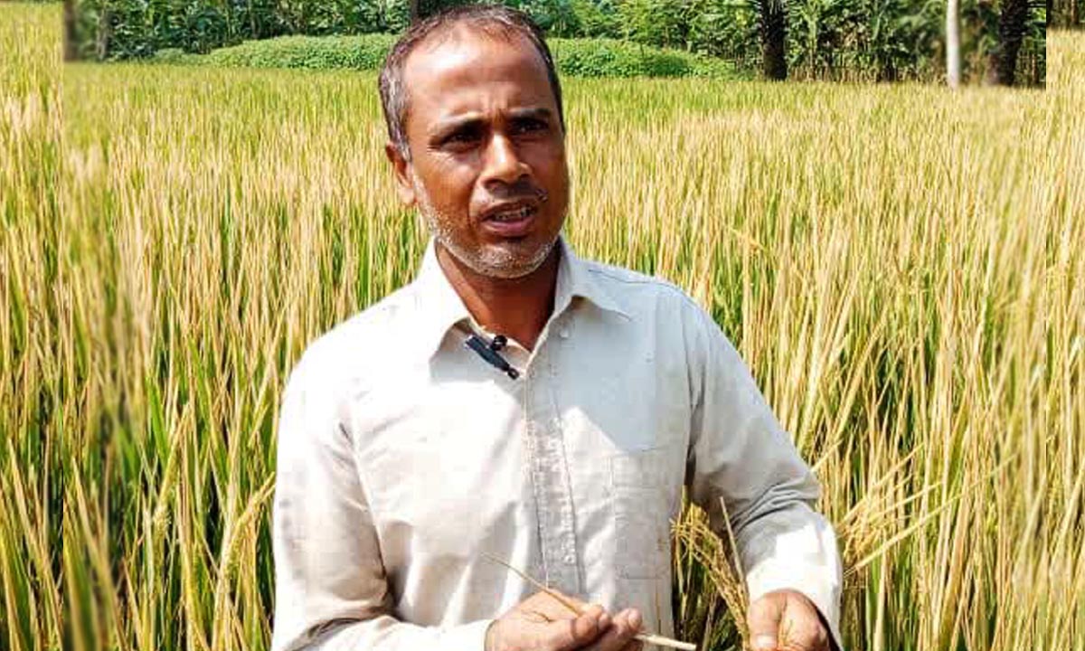 নষ্ট ধান হাতে কৃষক। ছবি-  রূপালী বাংলাদেশ