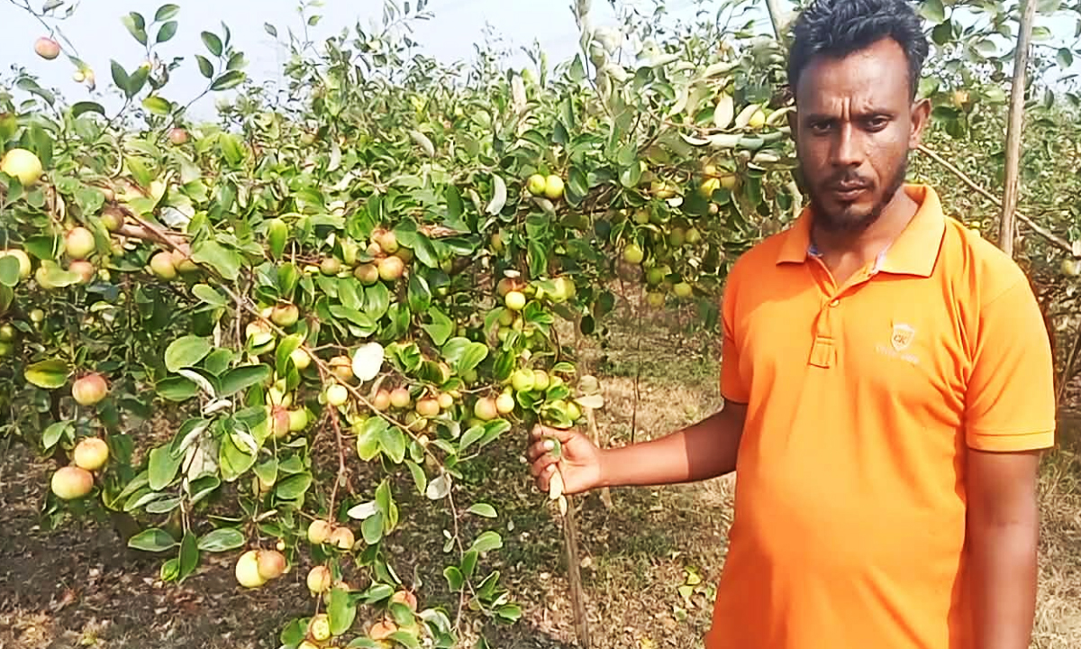 কুল সংগ্রহ করছেন কৃষক শরিফুল ইসলাম। ছবি : রূপালী বাংলাদেশ