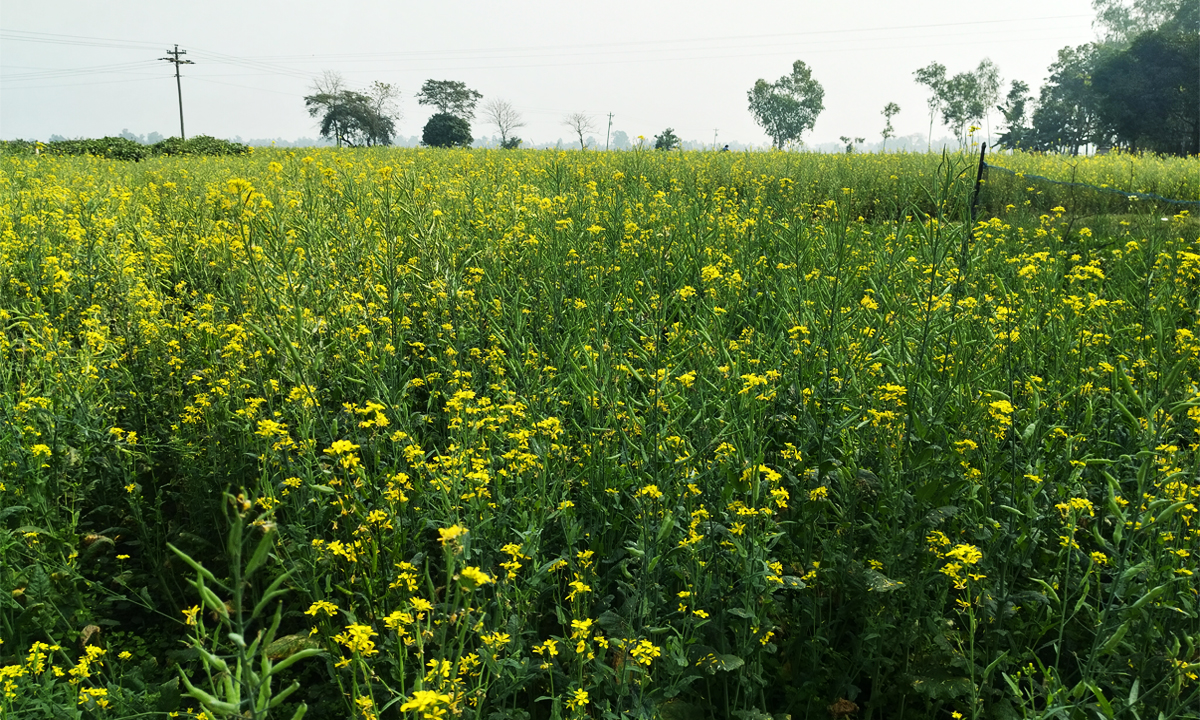 সরিষার ক্ষেত। ছবি : রূপালী বাংলাদেশ