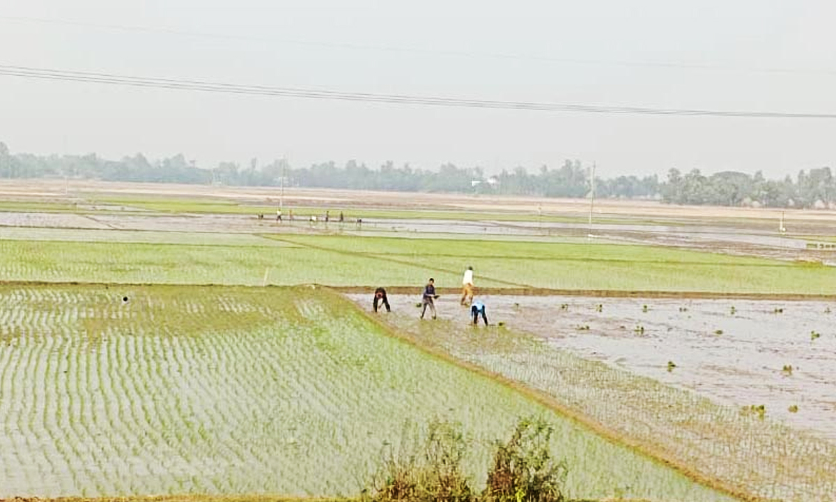 রোপণ করা হচ্ছে চারা। ছবি : রূপালী বাংলাদেশ