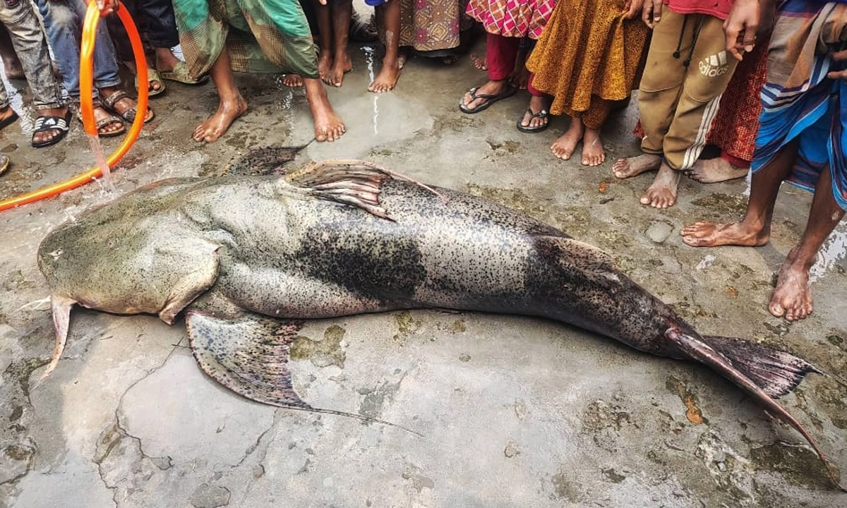 ছবি : রূপালী বাংলাদেশ