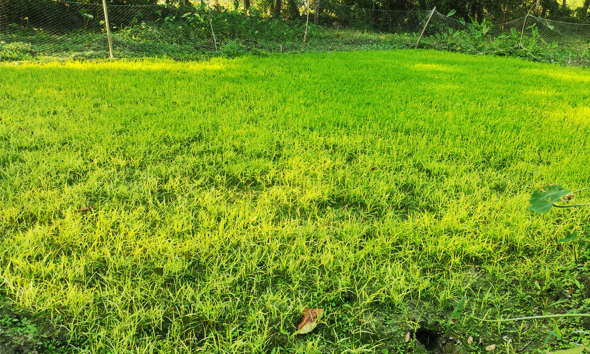 ছবি : রূপালী বাংলাদেশ
