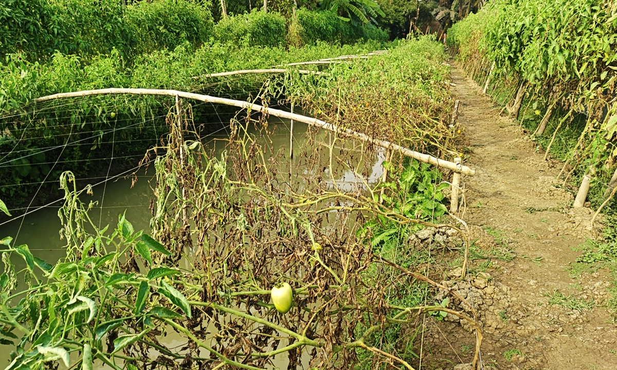 ক্ষতিগ্রস্থ টমেটো গাছ। ছবি: রূপালী বাংলাদেশ