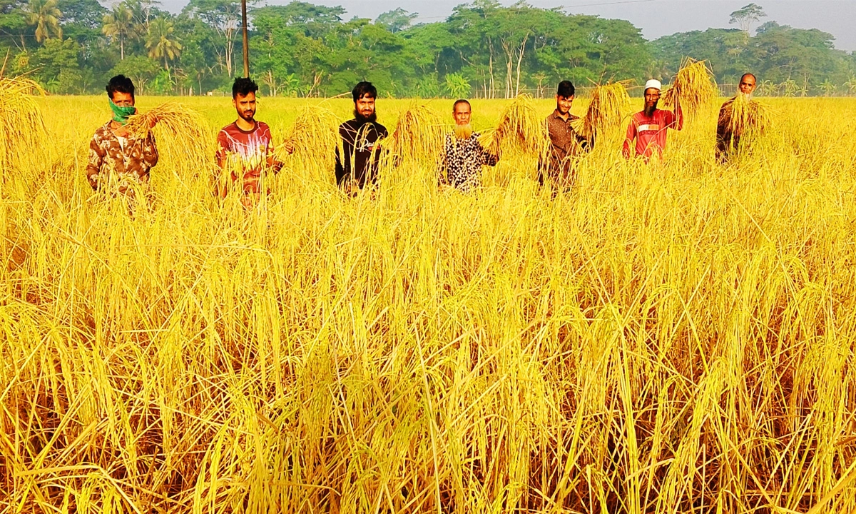 ধান কাটছে কৃষকরা। ছবি: রূপালী বাংলাদেশ