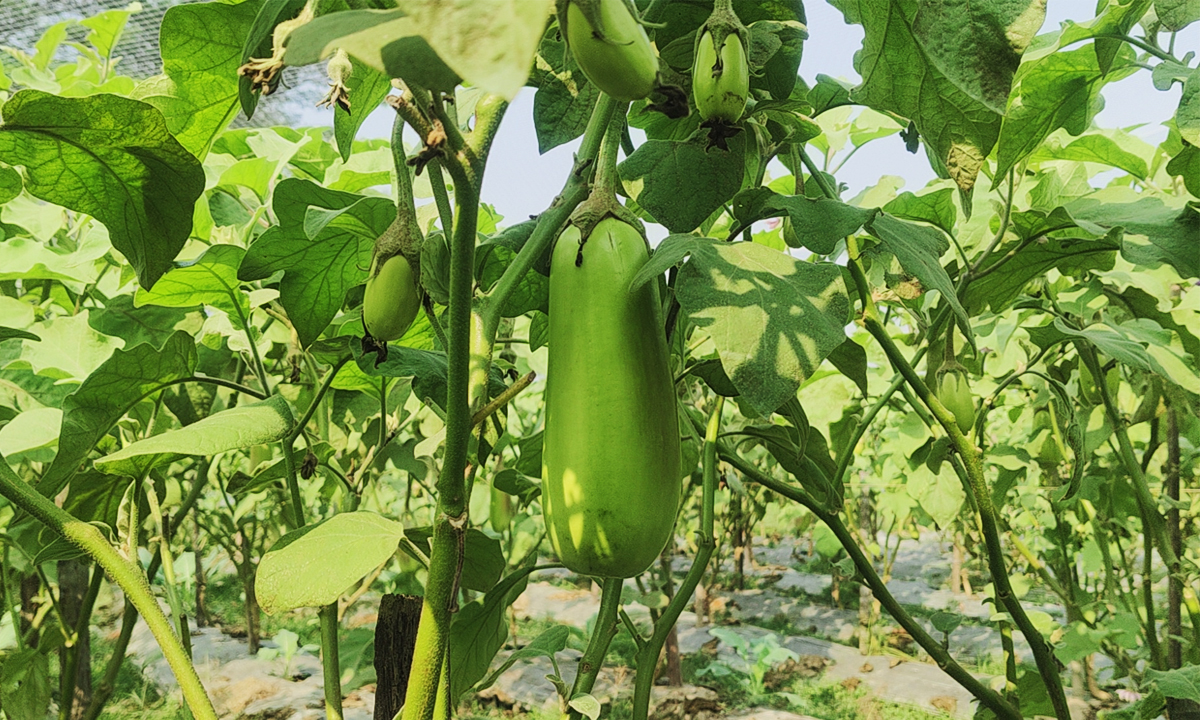 ছবি : রূপালী বাংলাদেশ