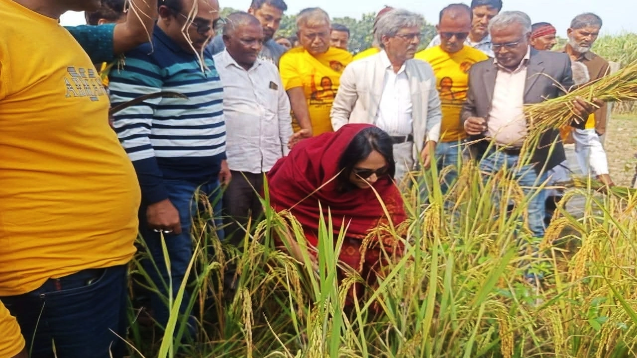 কৃষকের জমির ধান কেটে দিলেন বিএনপি প্রার্থী পুতুল। ছবি: রূপালী বাংলাদেশ