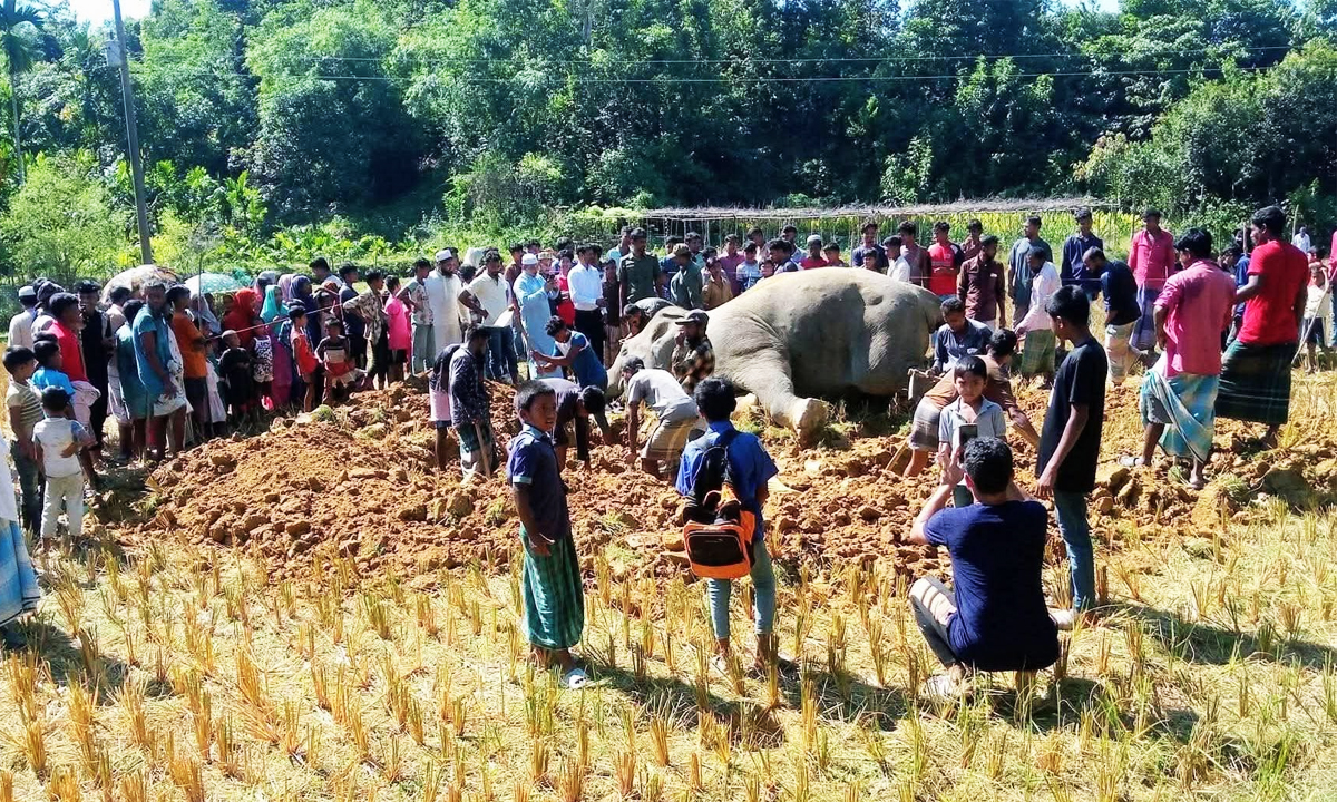 বৈদ্যুতিক ফাঁদে স্পৃষ্ট হয়ে হাতির মৃত্যু। ছবি:  রূপালী বাংলাদেশ