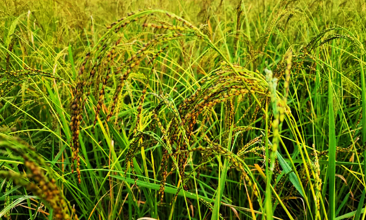 শেরপুরের তুলশীমালা ধান। ছবি : রূপালী বাংলাদেশ