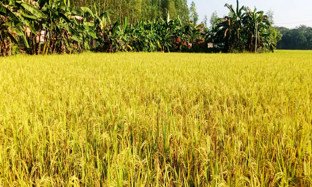 মাঠ ভরা আমন ধান। ছবি: রূপালী বাংলাদেশ