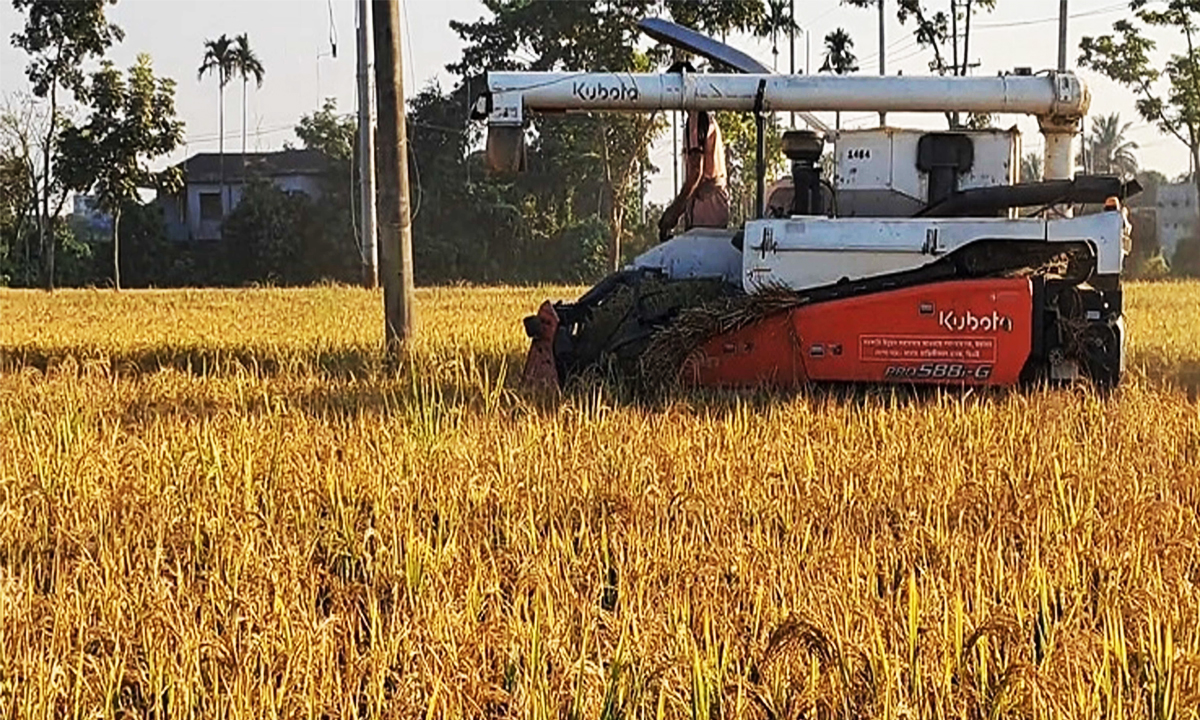 হারভেস্টার দিয়ে ধান কাটা চলছে। ছবি: রূপালী বাংলাদেশ