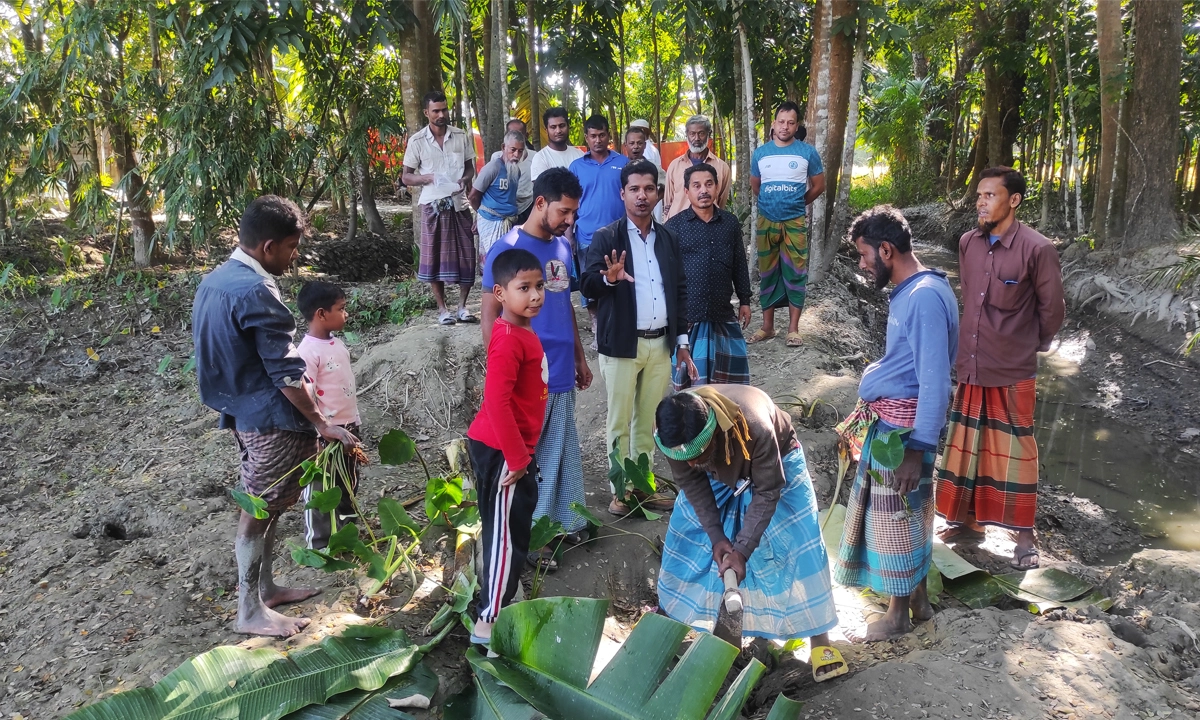 সড়কে কচুগাছ রোপণ করে স্থানীয়রা। ছবি : রূপালী বাংলাদেশ
