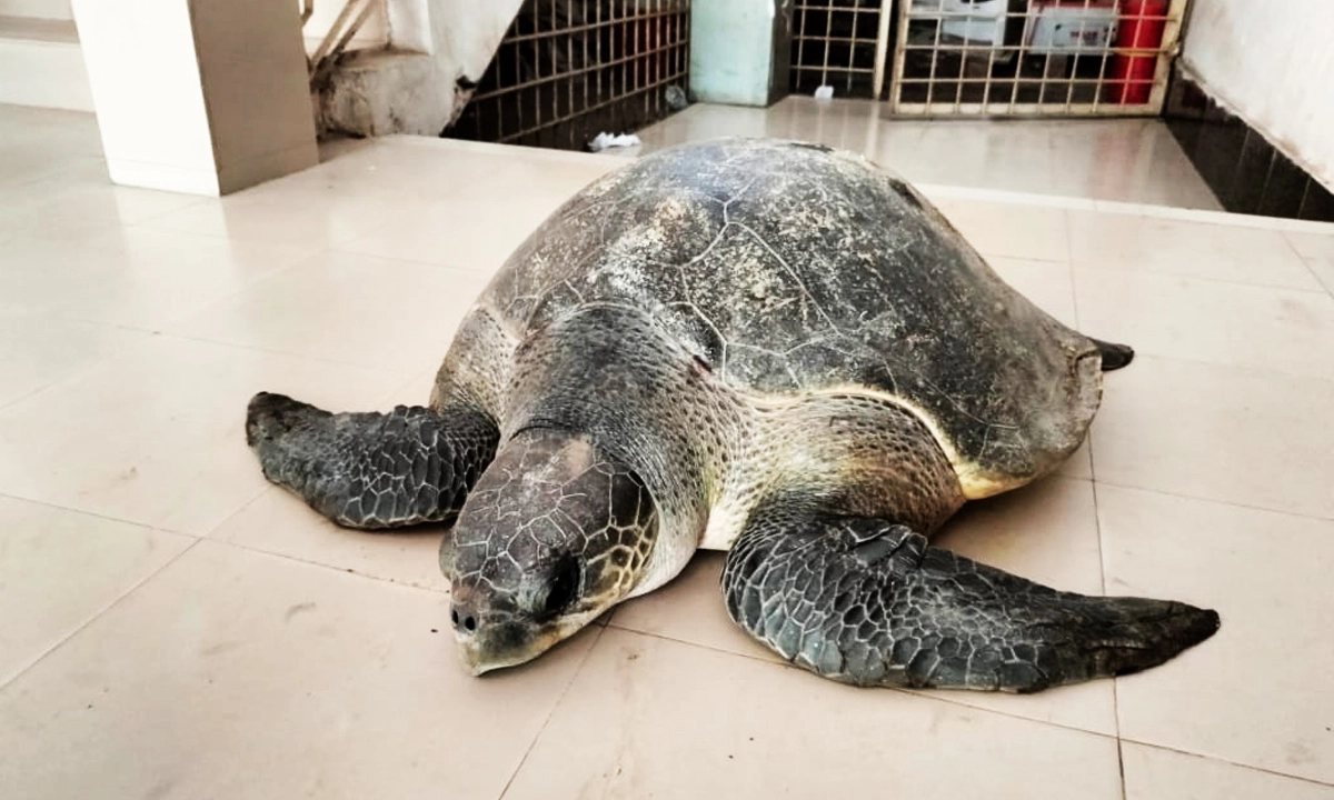 বিরল প্রজাতির কচ্ছপ। ছবি:  রূপালী বাংলাদেশ