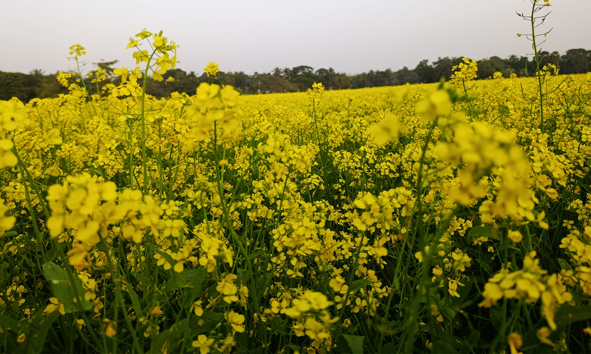 ছবি : রূপালী বাংলাদেশ