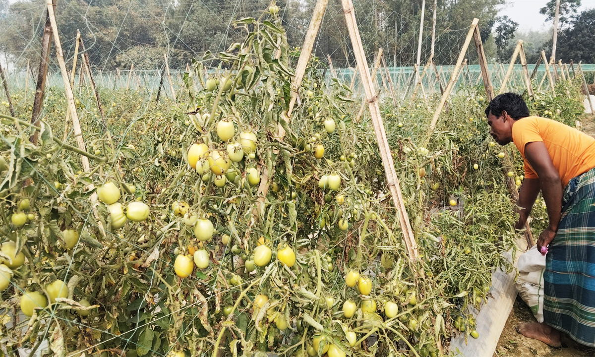 টমেটো ক্ষেত। ছবি : রূপালী বাংলাদেশ
