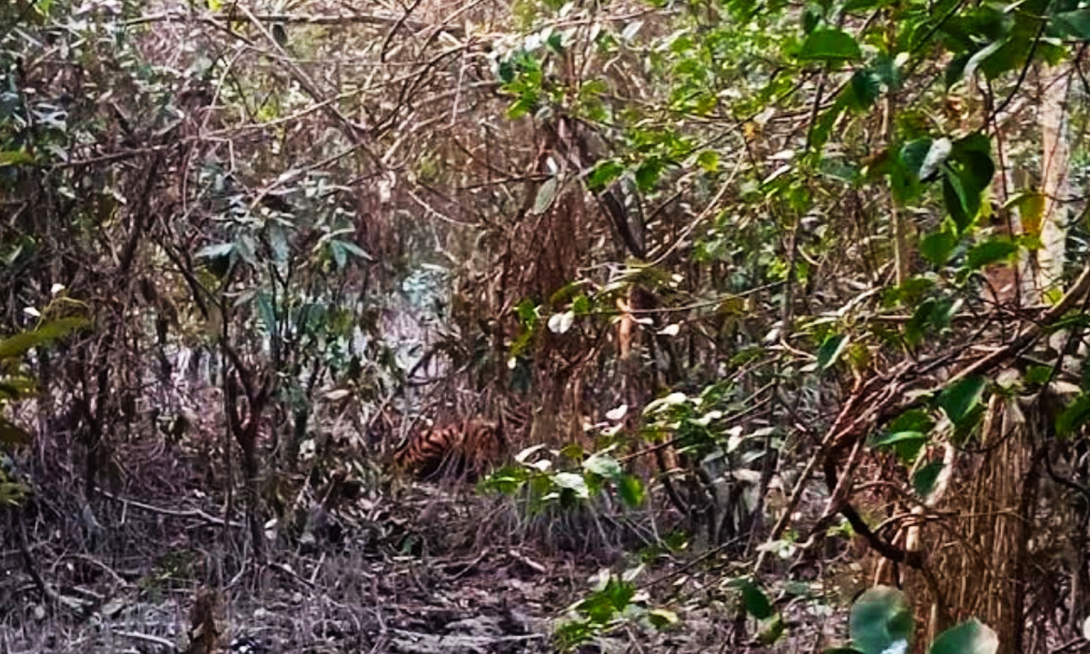 আটকে পড়া বাঘ। ছবি : সংগৃহীত