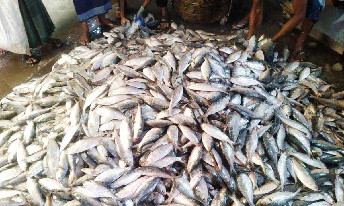 অবাধে বিক্রি হচ্ছে জাটকা। ছবি:  রূপালী বাংলাদেশ