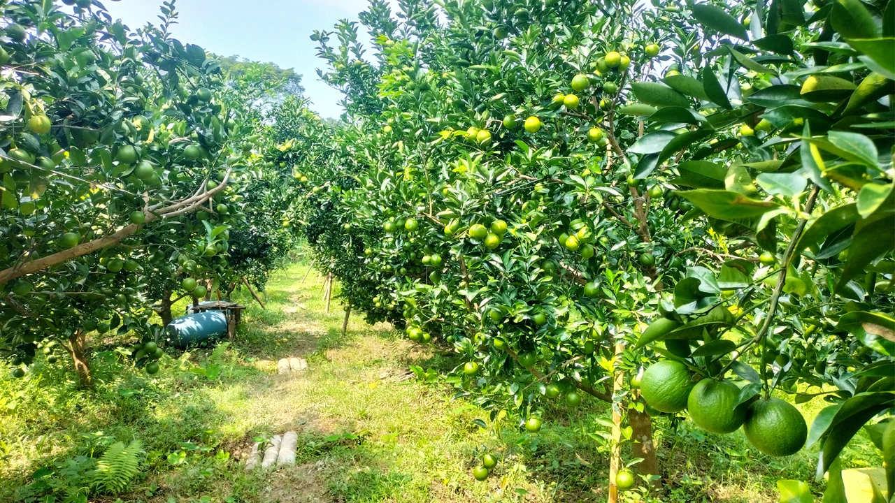 অনাবাদি জমিতে গড়ে ওঠা সবুজ মাল্টার বাগান। ছবি: রূপালী বাংলাদেশ