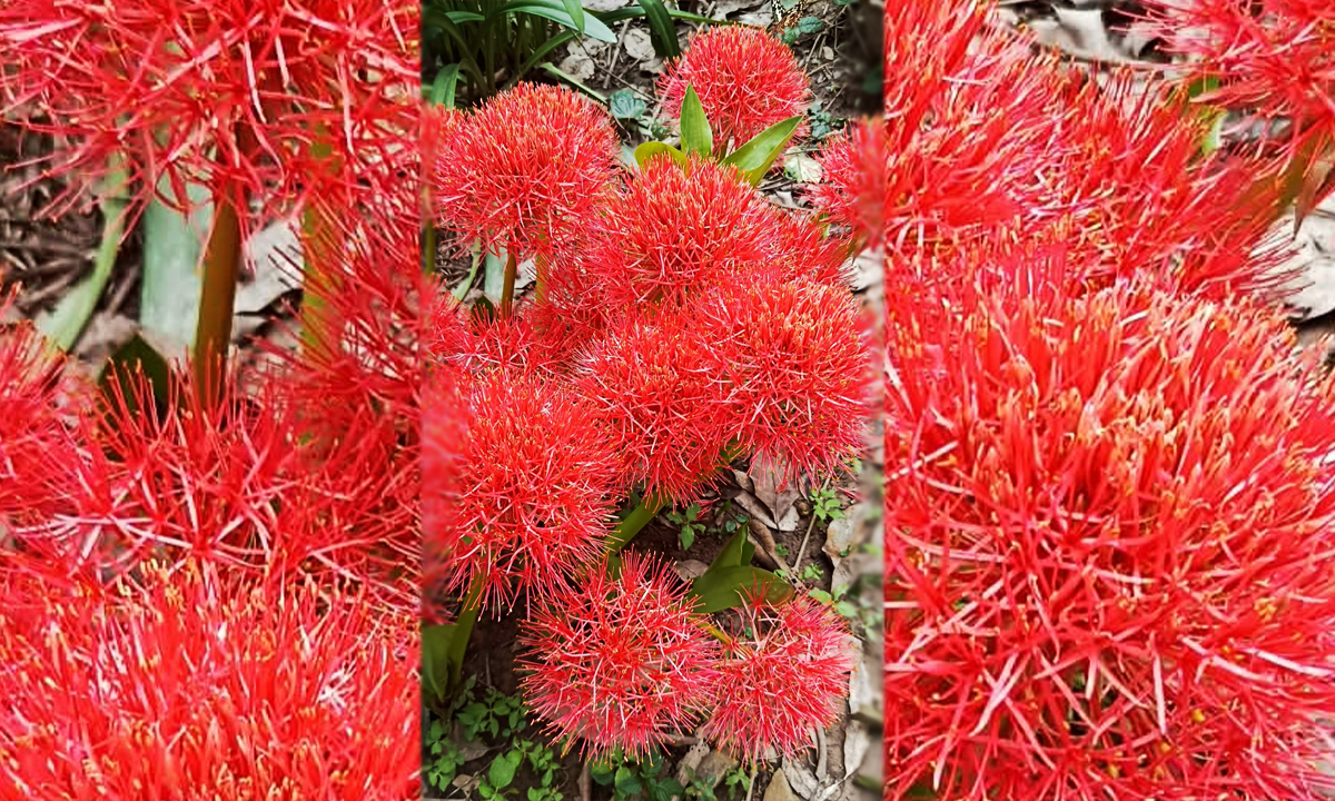 ছবি : রূপালী বাংলাদেশ