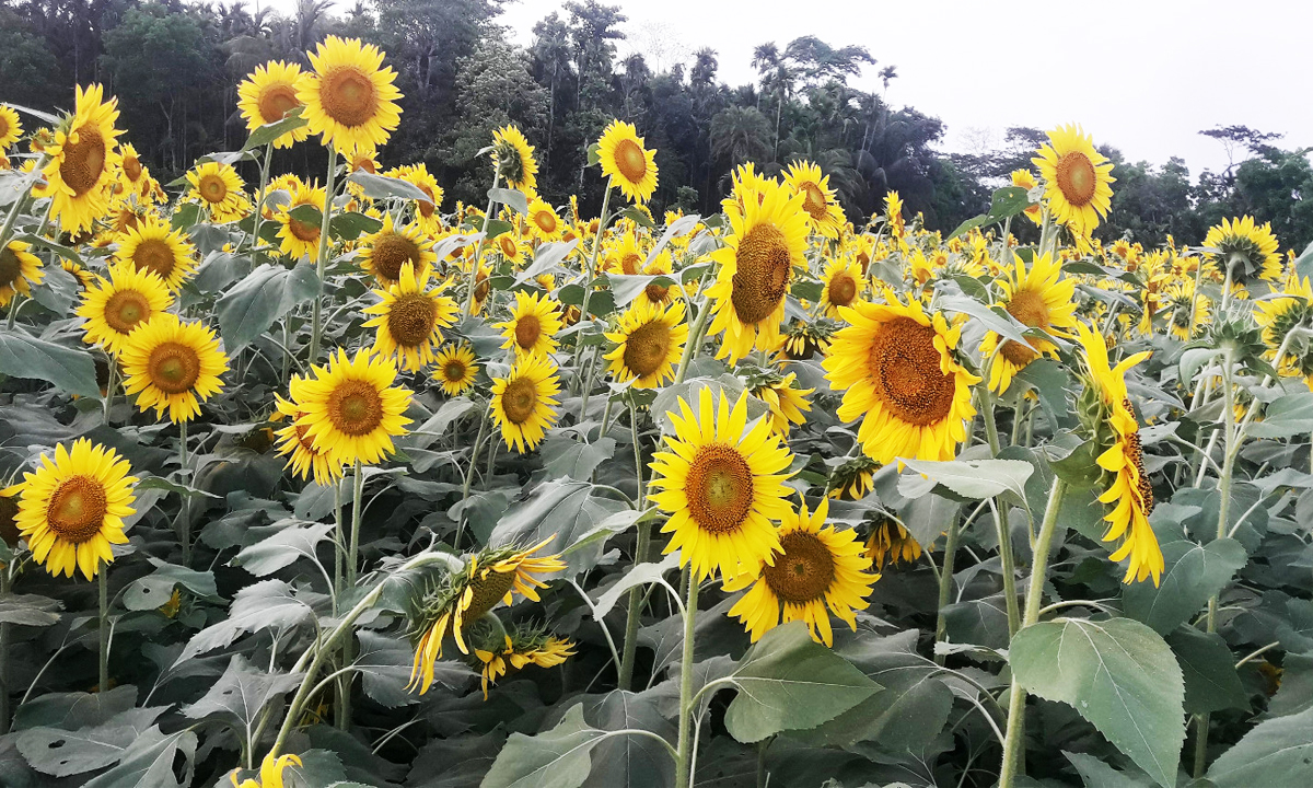 ছবি : রূপালী বাংলাদেশ