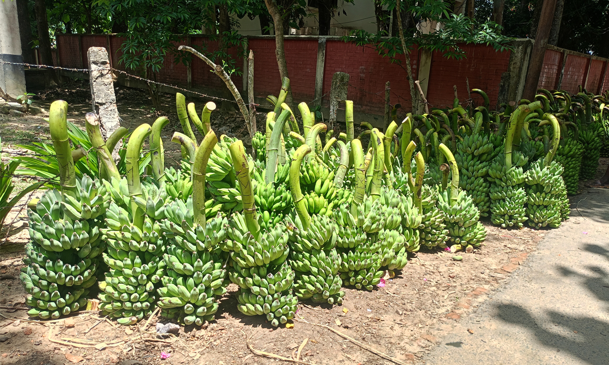 পাহাড়ি কলা। ছবি : রূপালী বাংলাদেশ