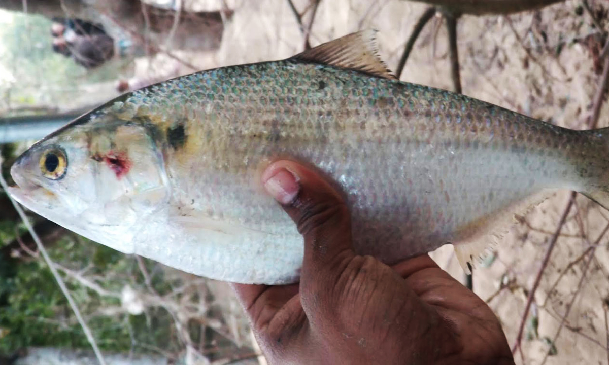 রুপালি ইলিশ। ছবি : সংগৃহীত