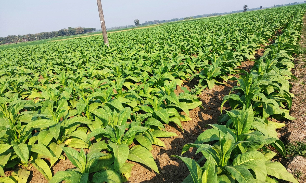 ছবি : রূপালী বাংলাদেশ