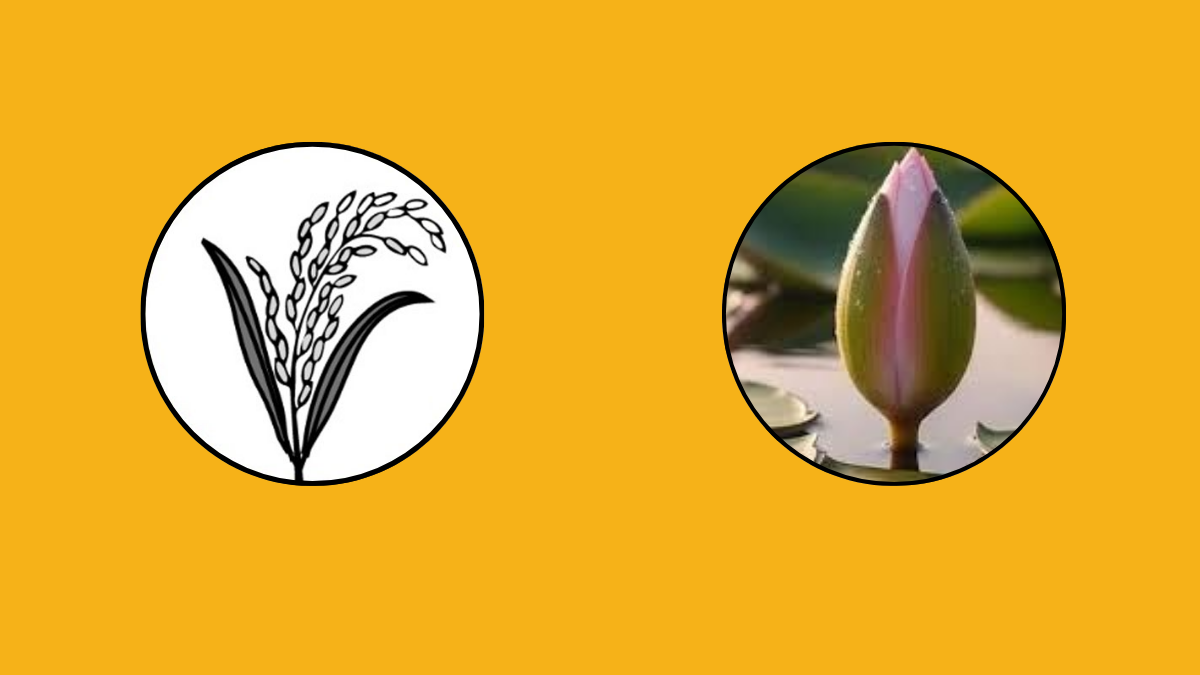 বিএনপির ধানের শীষ ও এনসিপির শাপলা কলি।