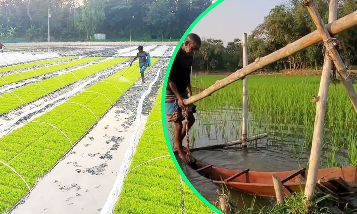 মাঠে কাজ করছেন কৃষক। ছবি- সংগৃহীত