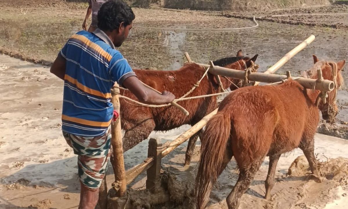 ঘোড়া দিয়ে জমি সমতল কৃষক আলতাফের। ছবি : রূপালী বাংলাদেশ