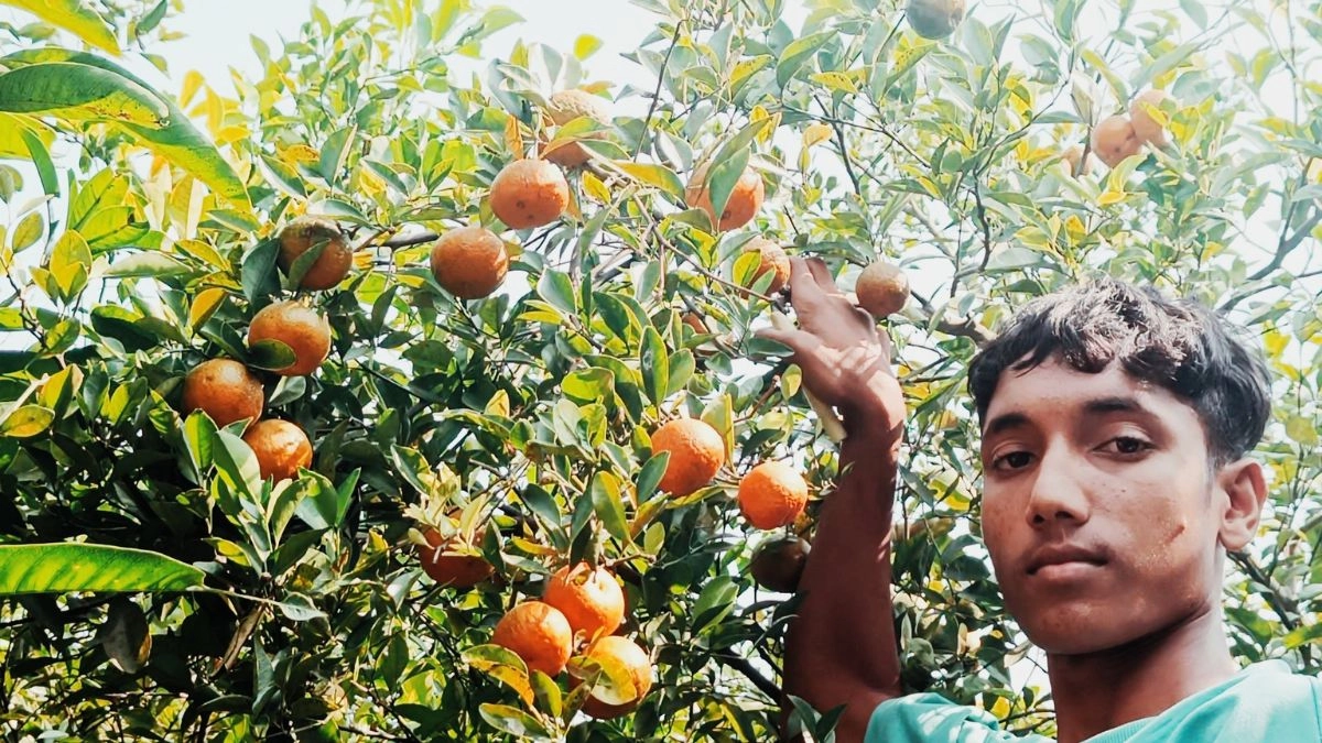 নিজ বাগানের কমলা ধরে আছেন তরুণ কৃষক পলাশ হোসেন। ছবি- রূপালী বাংলাদেশ