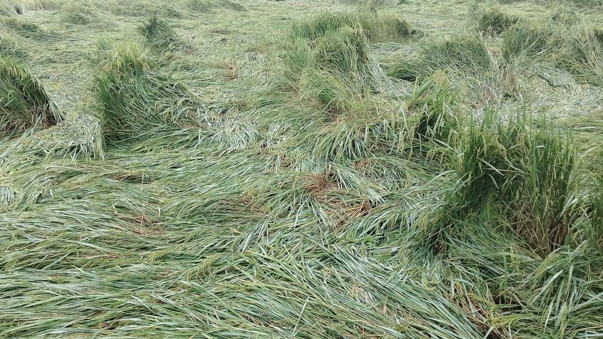 ছবি- রূপালী বাংলাদেশ