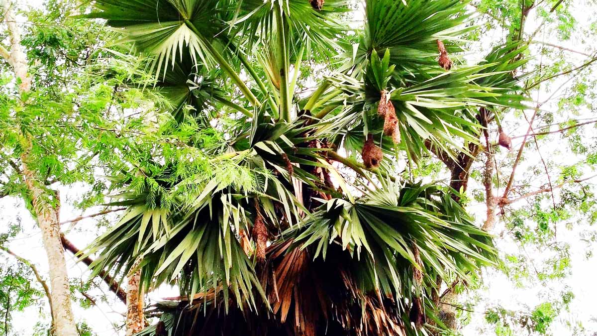 আগৈলঝাড়ায় সাহেবেরহাট ঘুরে বাবুই পাখির এমন জীবন চিত্র দেখা গেছে। ছবি- রূপালী বাংলাদেশ