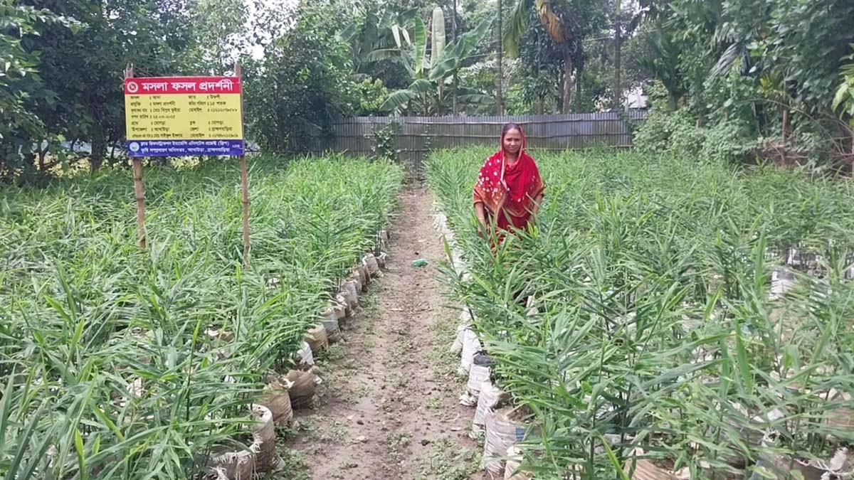 আখাউড়ায় বাণিজ্যিকভাবে বস্তায় আদা চাষ দিন দিন জনপ্রিয় হয়ে উঠছে। ছবি- রূপালী বাংলাদেশ