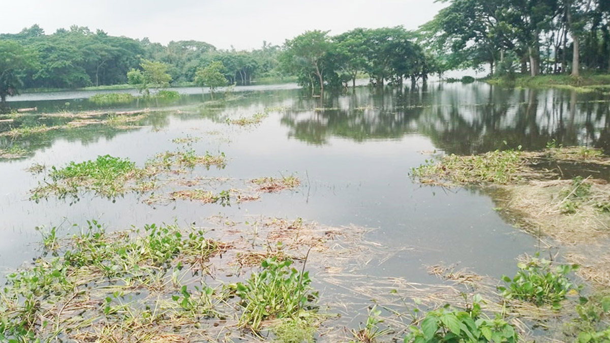 ভারতীয় উজানের পানিতে প্লাবিত শার্শা-বেনাপোল সীমান্তের শত শত একর ফসলি জমির আমন ধান ও রাস্তাঘাট। ছবি- রূপালী বাংলাদেশ
