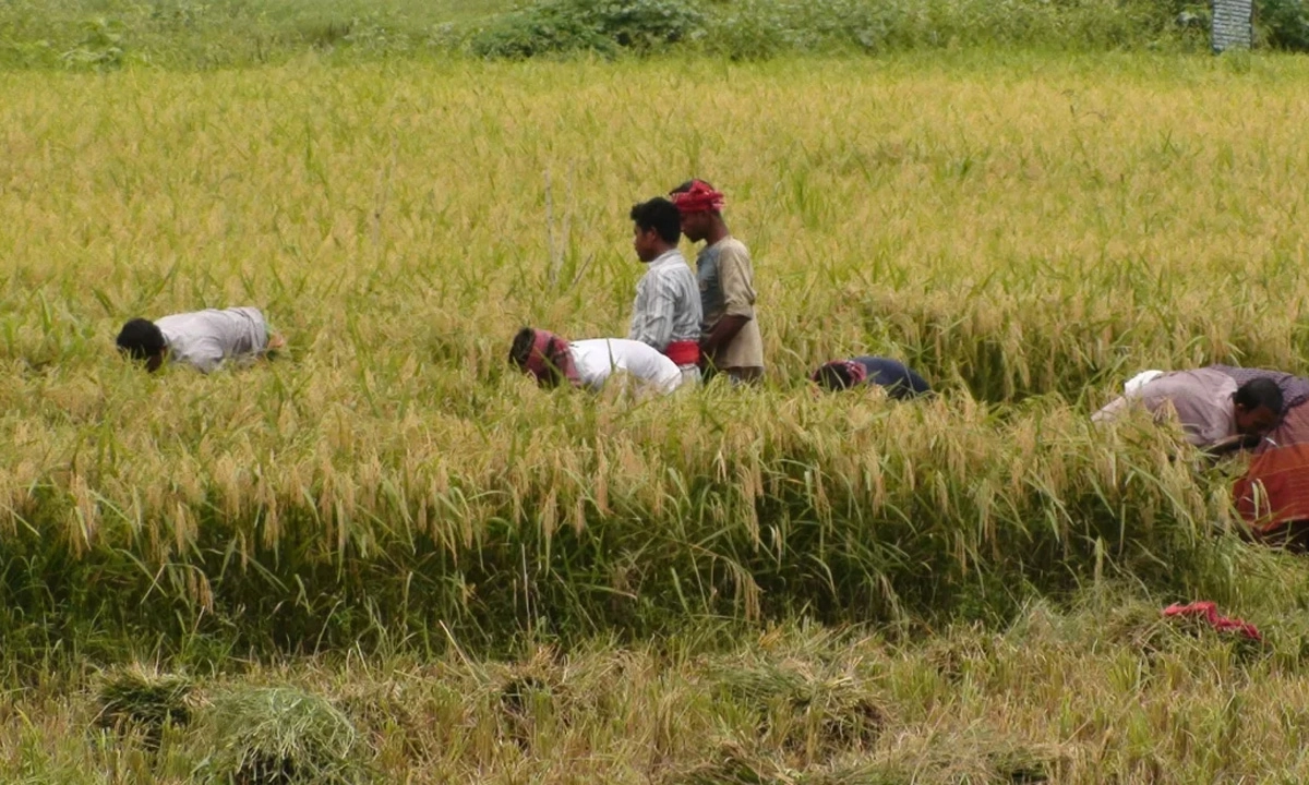 ছবি : সংগৃহীত