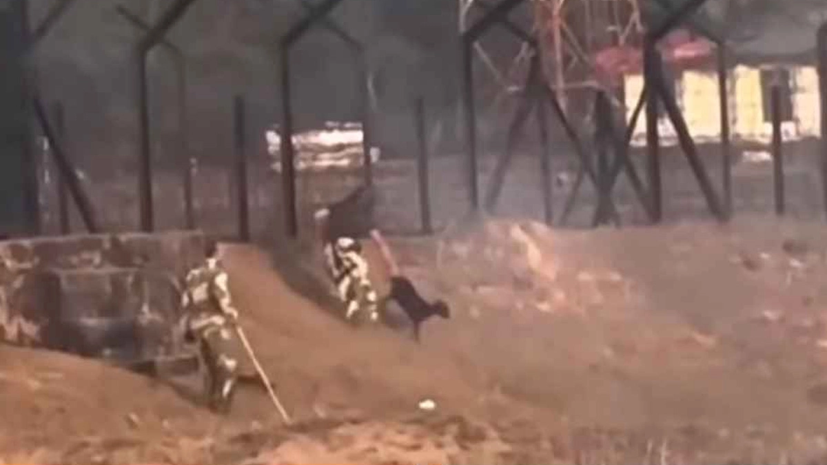 সীমান্তের শূন্যরেখার কাছ থেকে একটি ছাগল ভারতীয় অংশের দিকে নিয়ে যাচ্ছেন বিএসএফ সদস্যরা। ছবি- সংগৃহীত