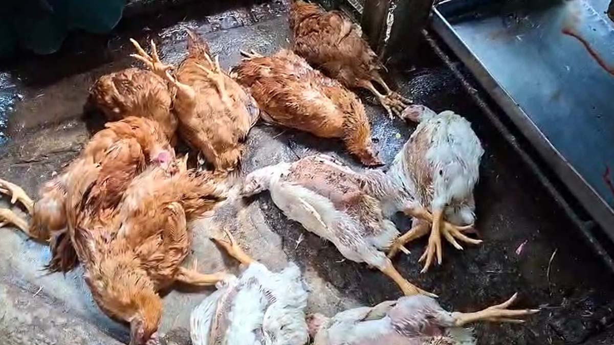ছবি- রূপালী বাংলাদেশ