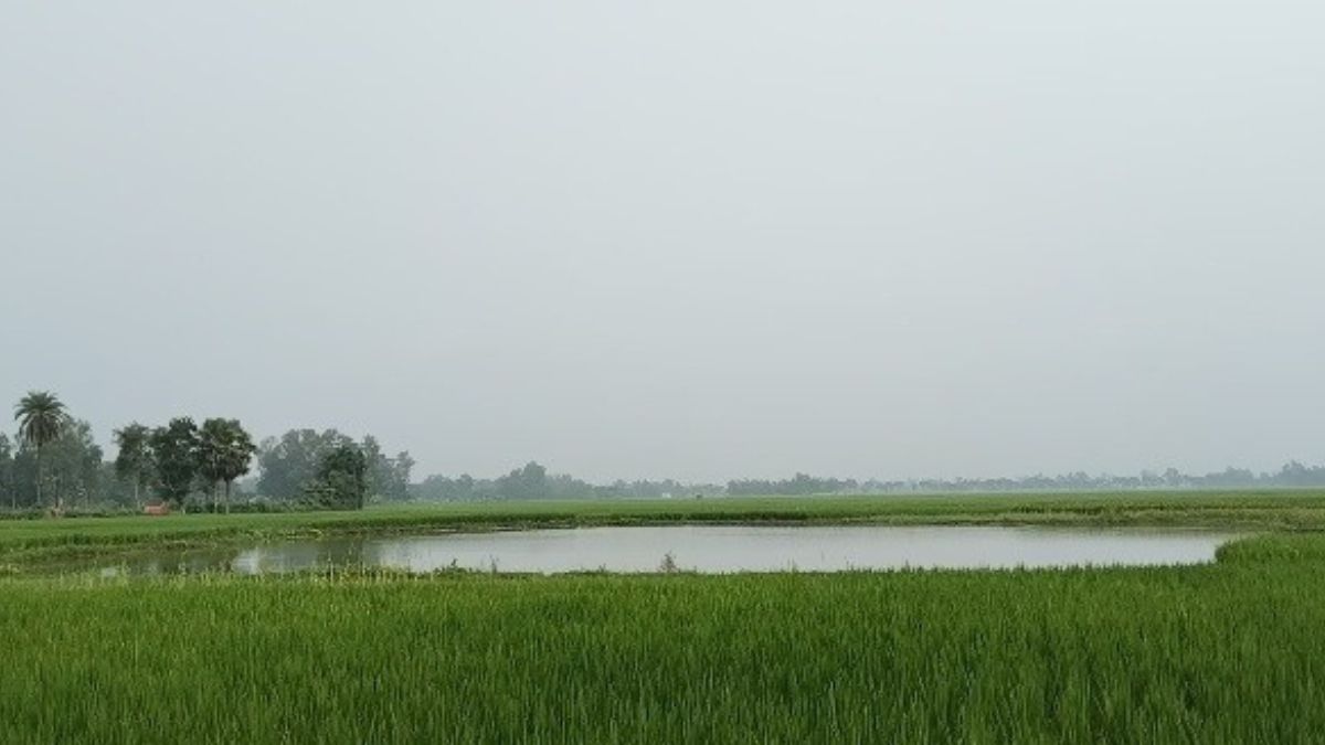 জয়পুরহাটের কালাইয়ে মসজিদের চ্যানরাল পুকুর। ছবি- রূপালী বাংলাদেশ