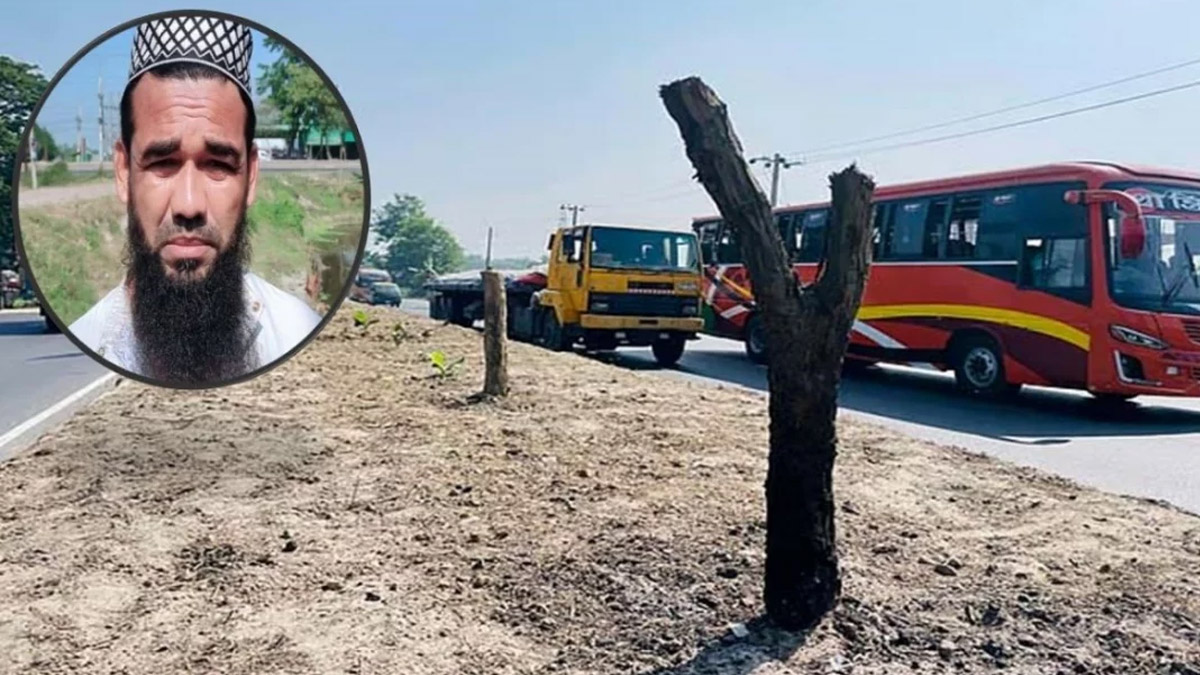 কাটা অর্ধশত বকুলগাছ, ইনসেটে আজমির হোসেন।    ছবি- সংগৃহীত