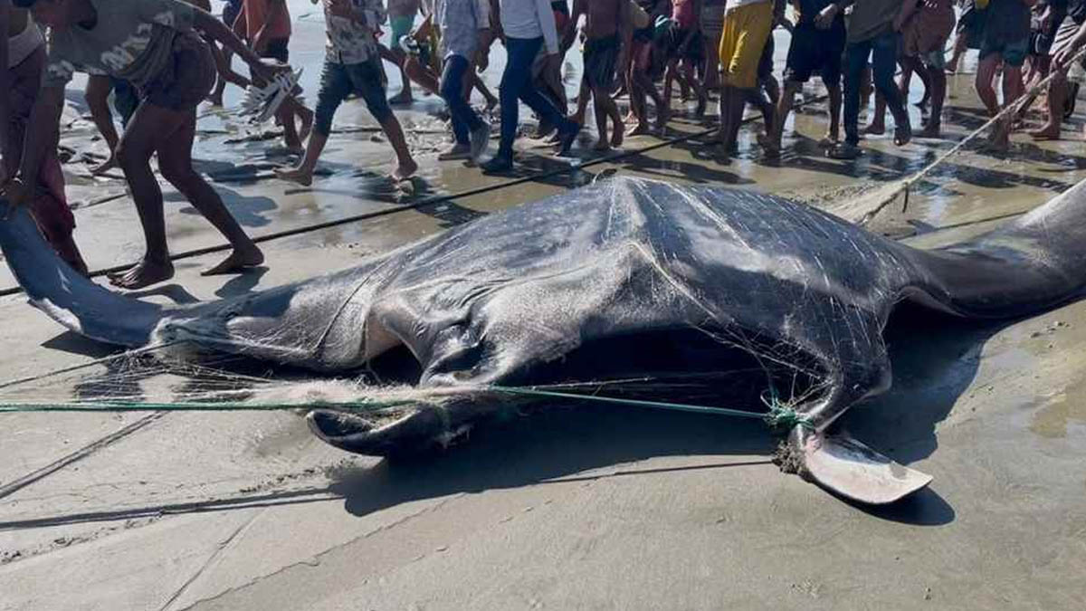 বিশাল আকৃতির শাপলাপাতা মাছ।  ছবি- সংগৃহীত