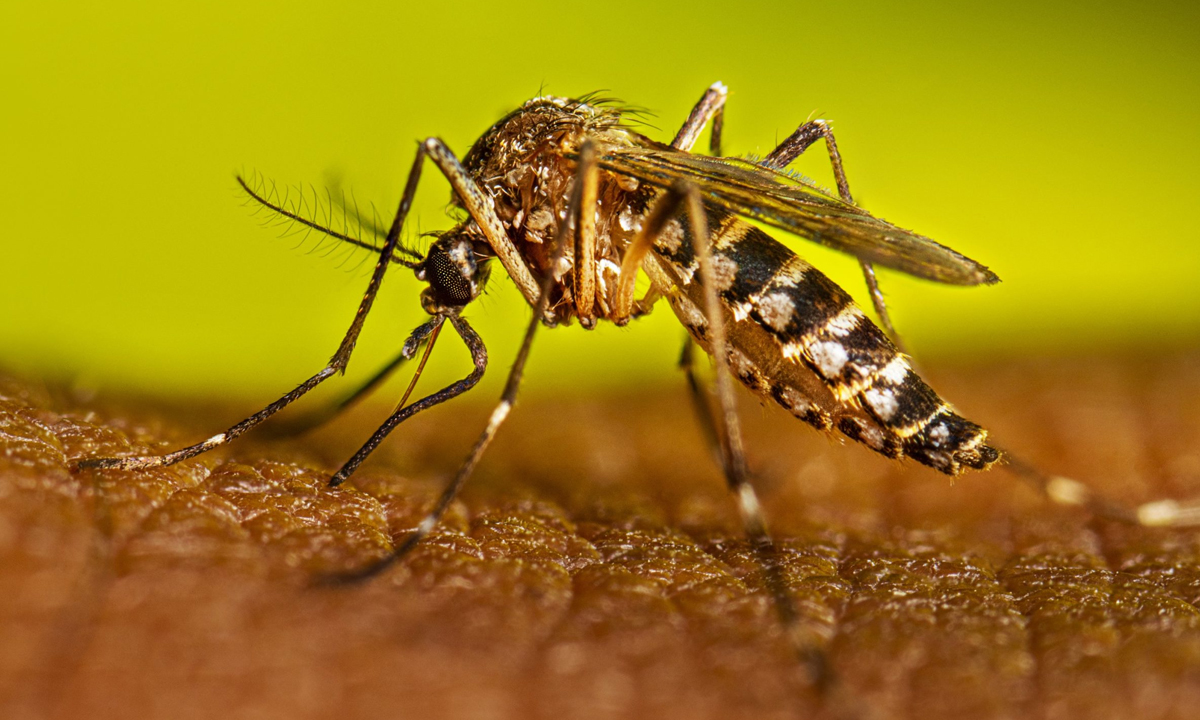 ডেঙ্গুতে ঝরল আরও ৩ প্রাণ, হাসপাতালে ৪৭৩