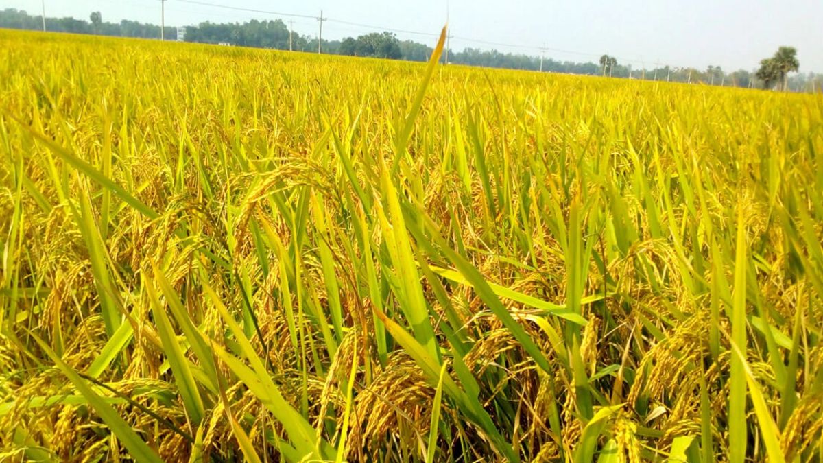 ধানখেত। ছবি- সংগৃহীত