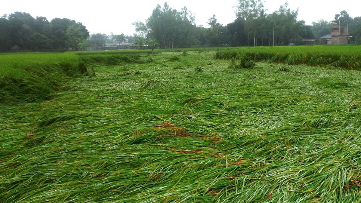ছবি- রূপালী বাংলাদেশ