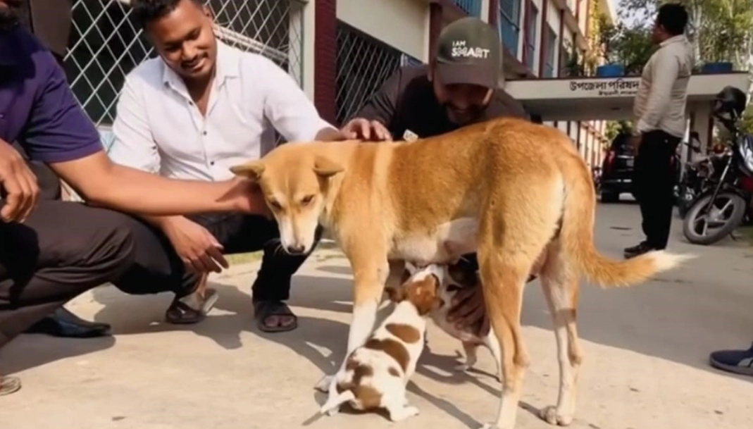 ৮ ছানা হারানো সেই মা কুকুরকে নতুন ২ ছানা উপহার দিল ঈশ্বরদীয়ান