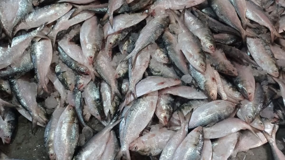 ধরা পড়া ২০০ মন ইলিশ। ছবি- রূপালী বাংলাদেশ