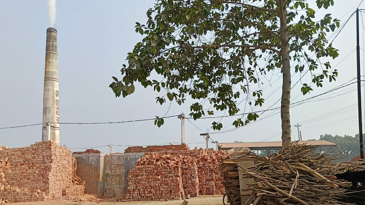 ইটভাটায় দেদার পোড়ানো হচ্ছে কাঠ। ছবি : রূপালী বাংলাদেশ