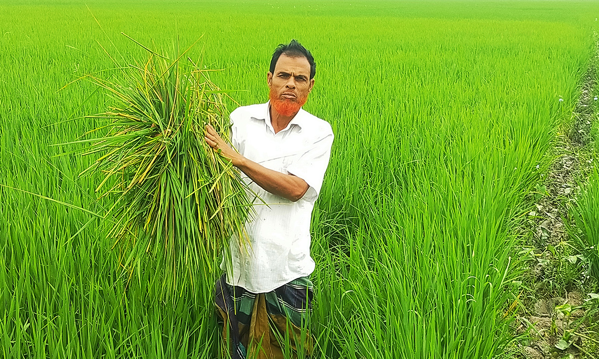 নান্দাইলে রোপা আমন ধানখেতে কৃষক। ছবি- রূপালী বাংলাদেশ