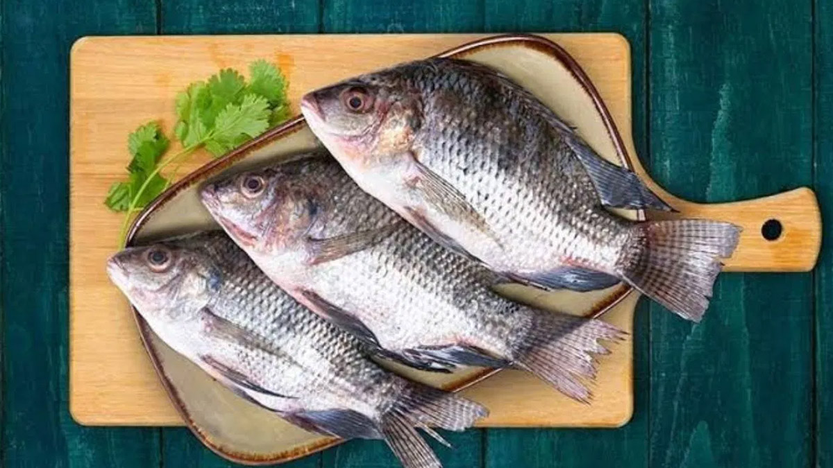 তেলাপিয়া মাছ।       ছবি- সংগৃহীত