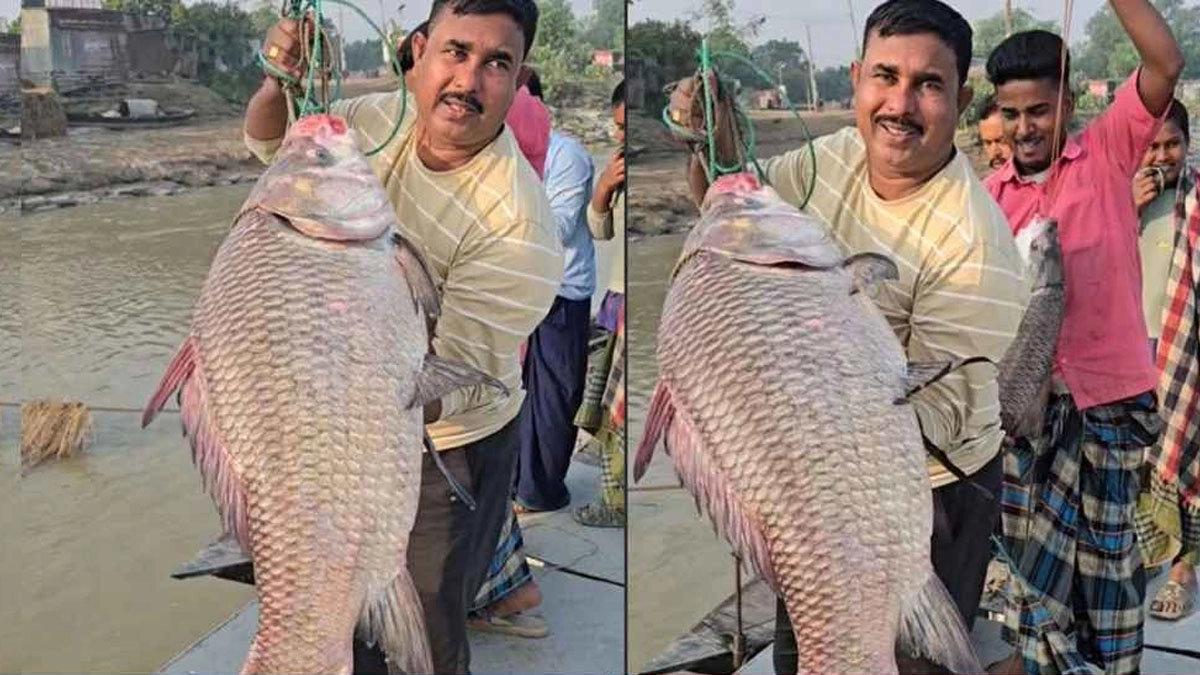 পদ্মা নদীর চরকর্নেশনা এলাকার চর মজলিসপুর এলাকা থেকে মাছটি ধরা পড়ে।  ছবি- রূপালী বাংলাদেশ